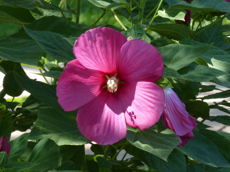 P1020385