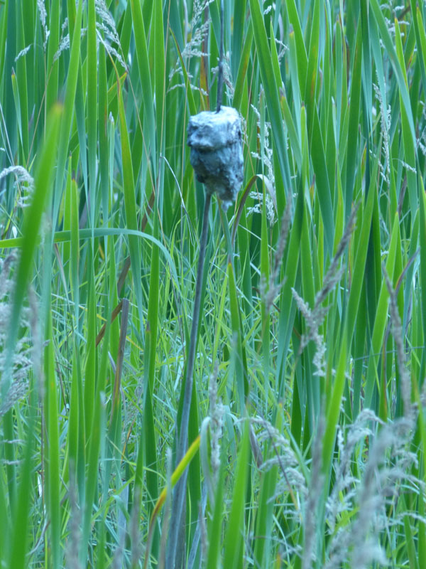 P1020883